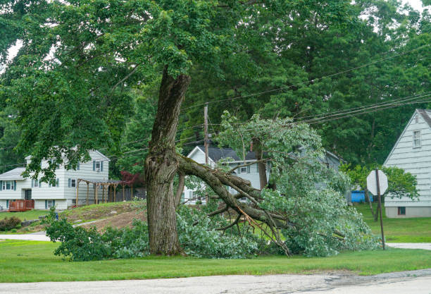 Leaf Removal in Plymouth, PA